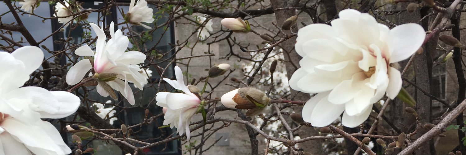 hellomskao's profile banner image