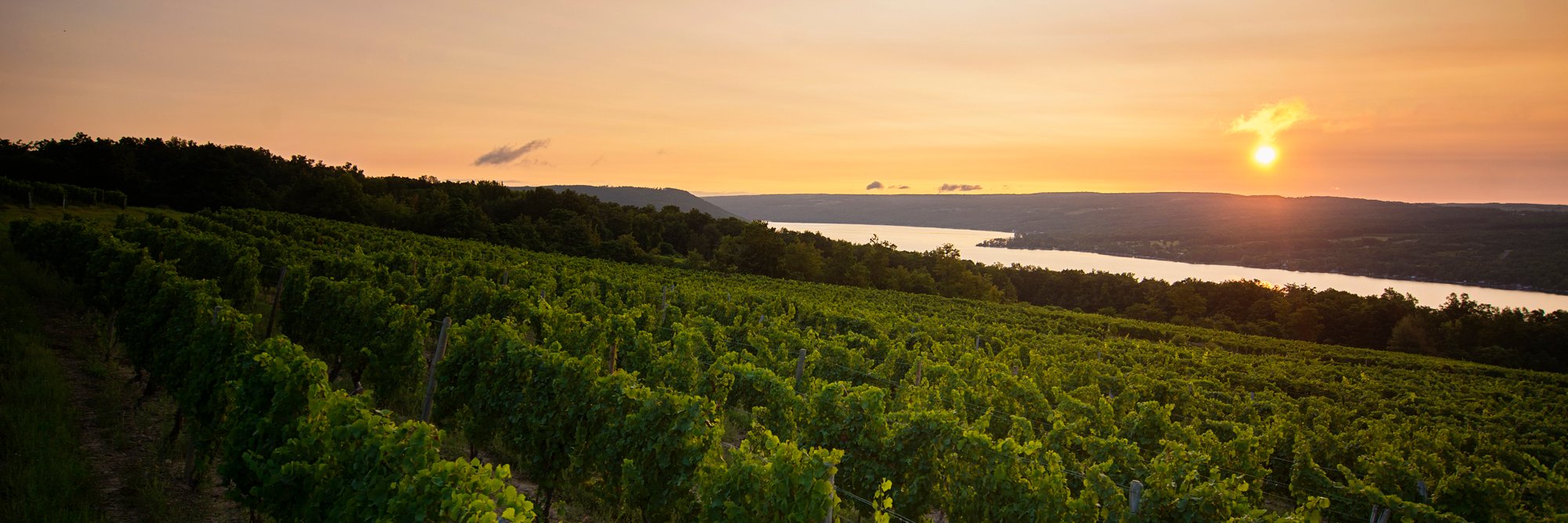 DrFrankWine's profile banner image