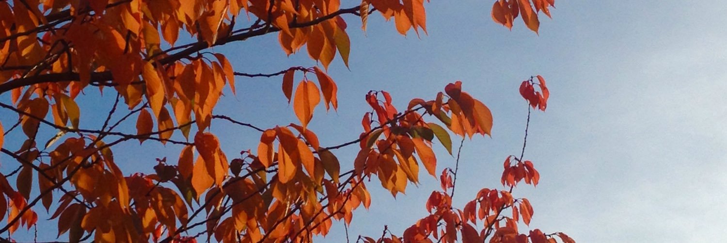 HalloFloFlo's profile banner image