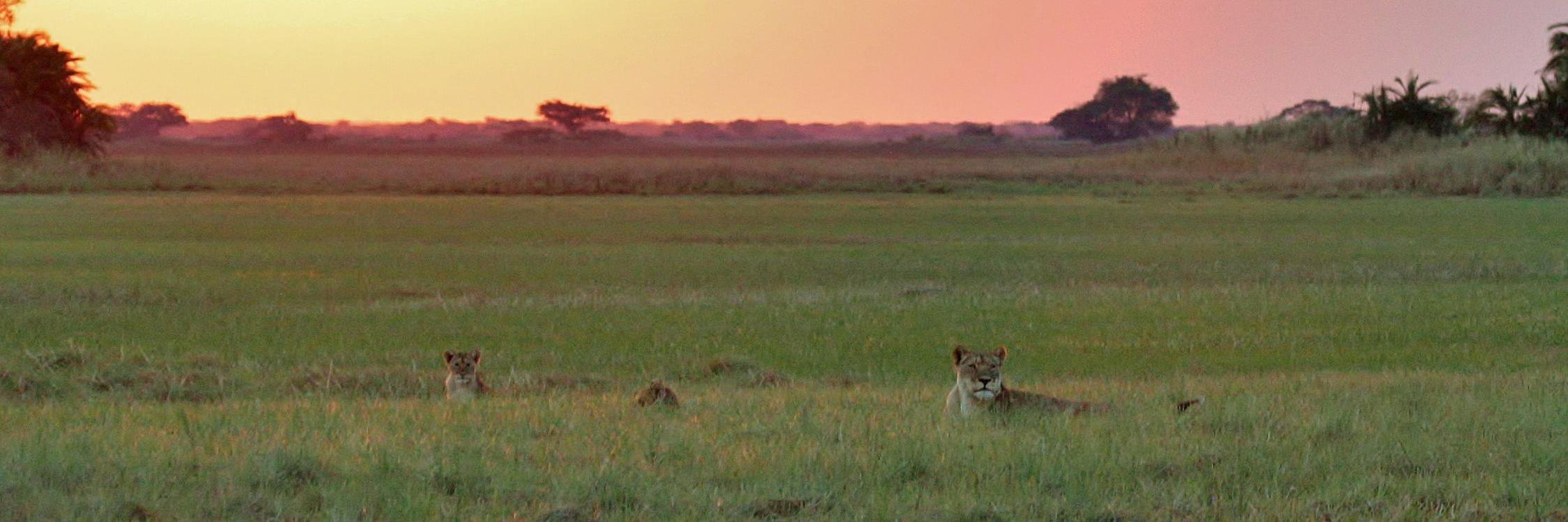 Paul Schuette banner