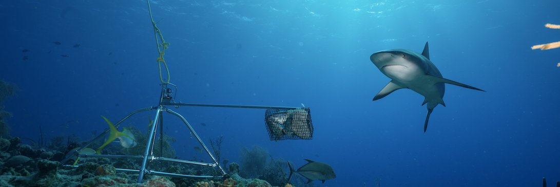 globalfinprint's profile banner image