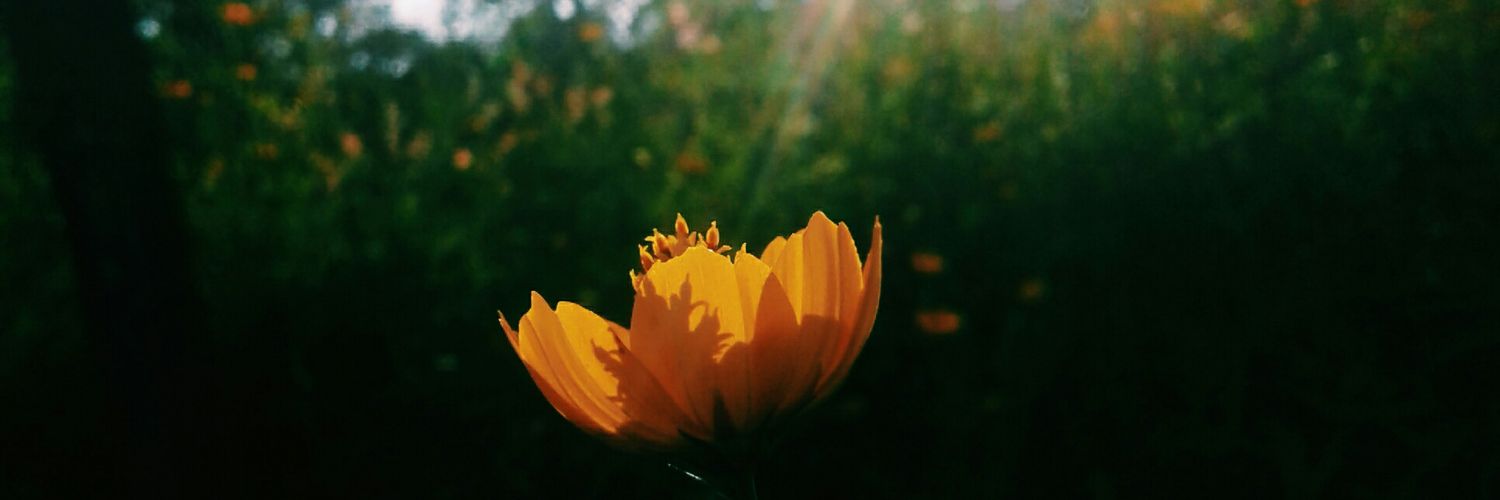 AnnePahua's profile banner image