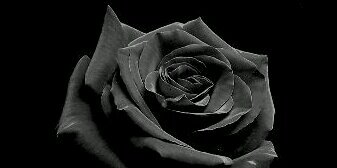Blackz Rose banner
