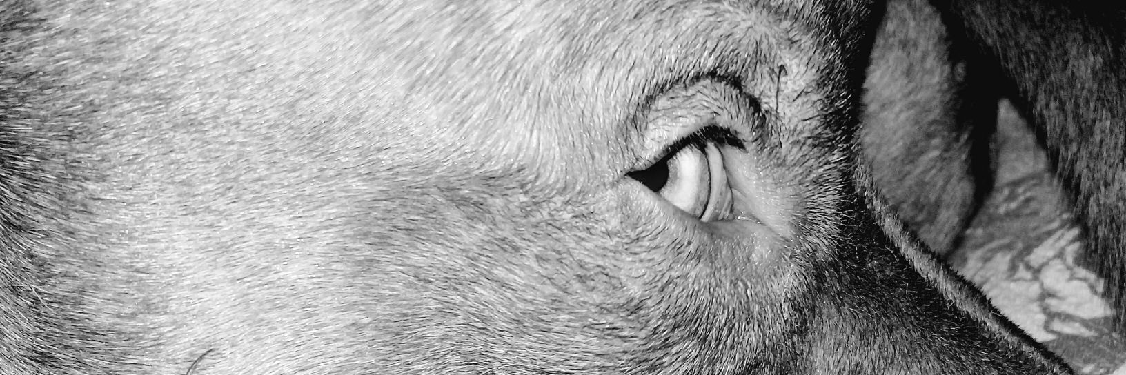 Agospresentado's profile banner image