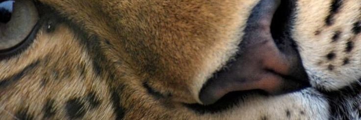 roselenecris's profile banner image