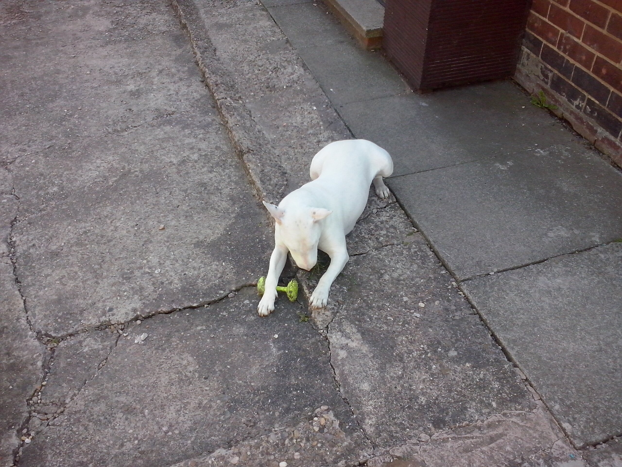 darren hextall banner