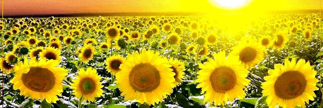 AbrilAlice's profile banner image