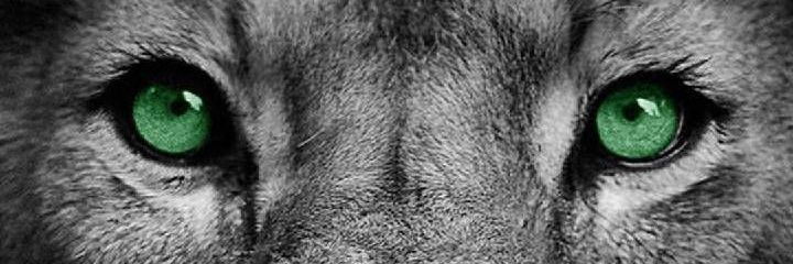 ChoukseyPushpam's profile banner image