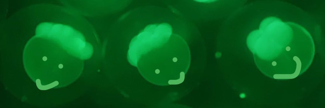 Abrar A Aljiboury. ابرار الجبوري banner