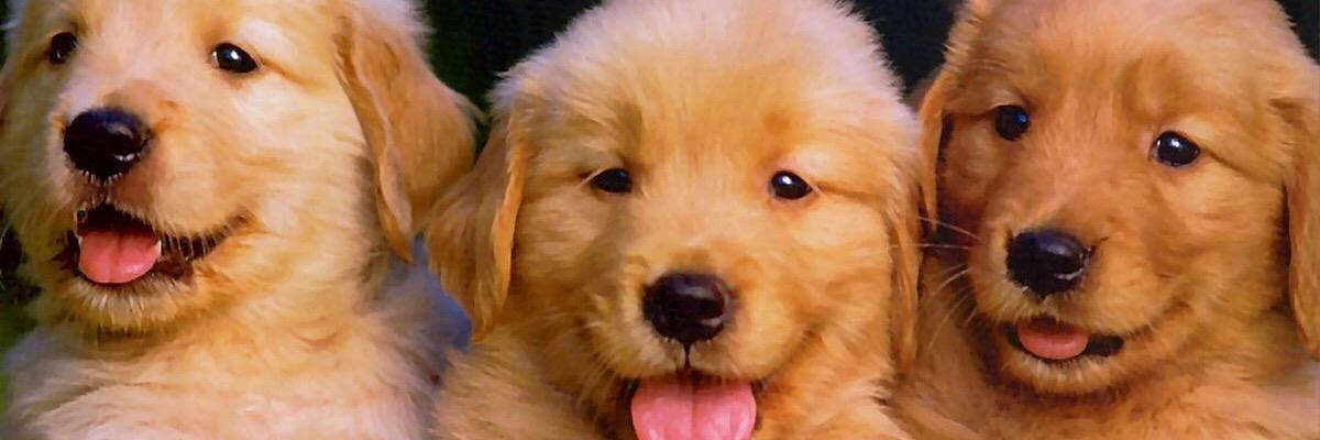 GoldenDogs_'s profile banner image