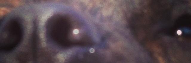 Pit Bull Guru banner