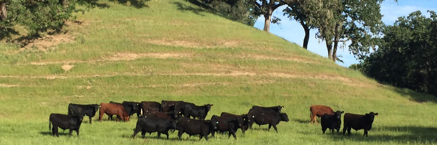 Oak_Ridge_Angus's profile banner image