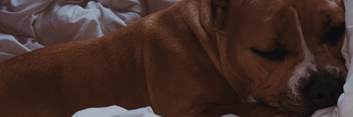 asmith19_smith's profile banner image