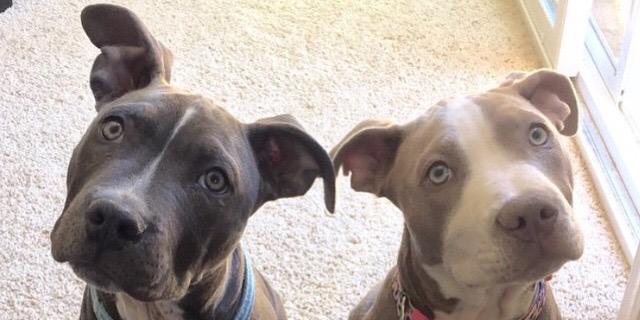 PittyPitPitbull's profile banner image
