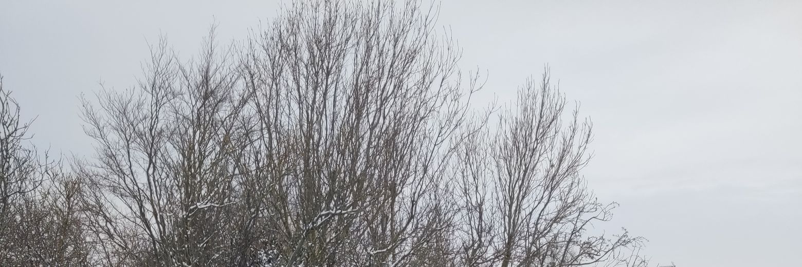 searw's profile banner image