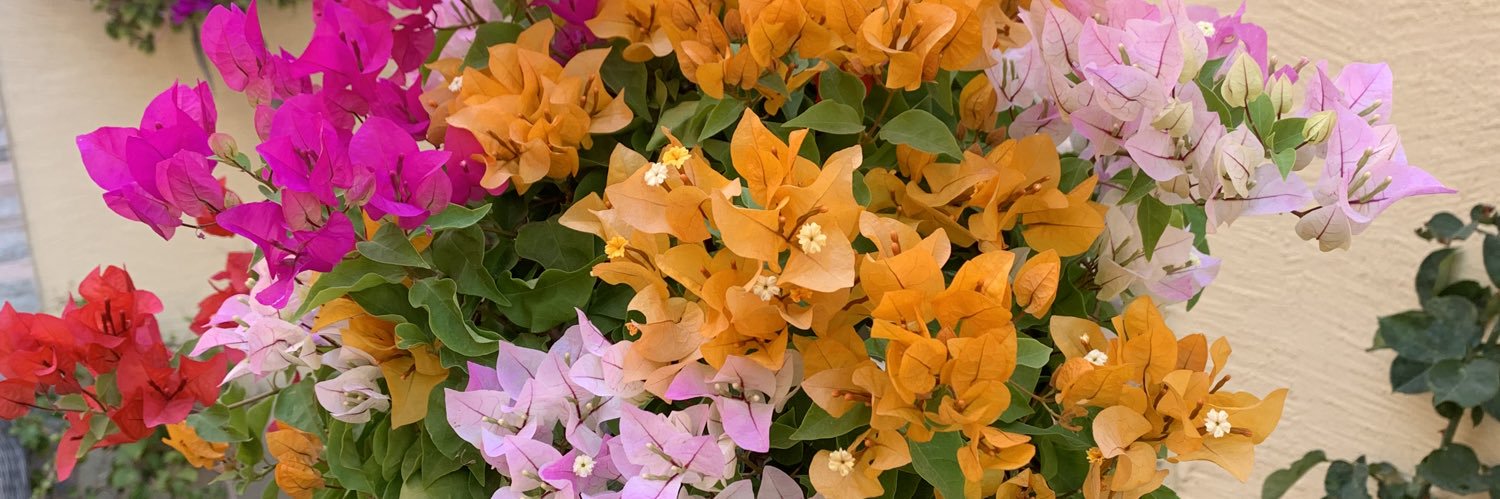 abha garden🇸🇦 banner