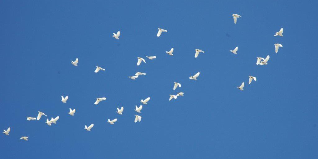 Stephen Higgins banner