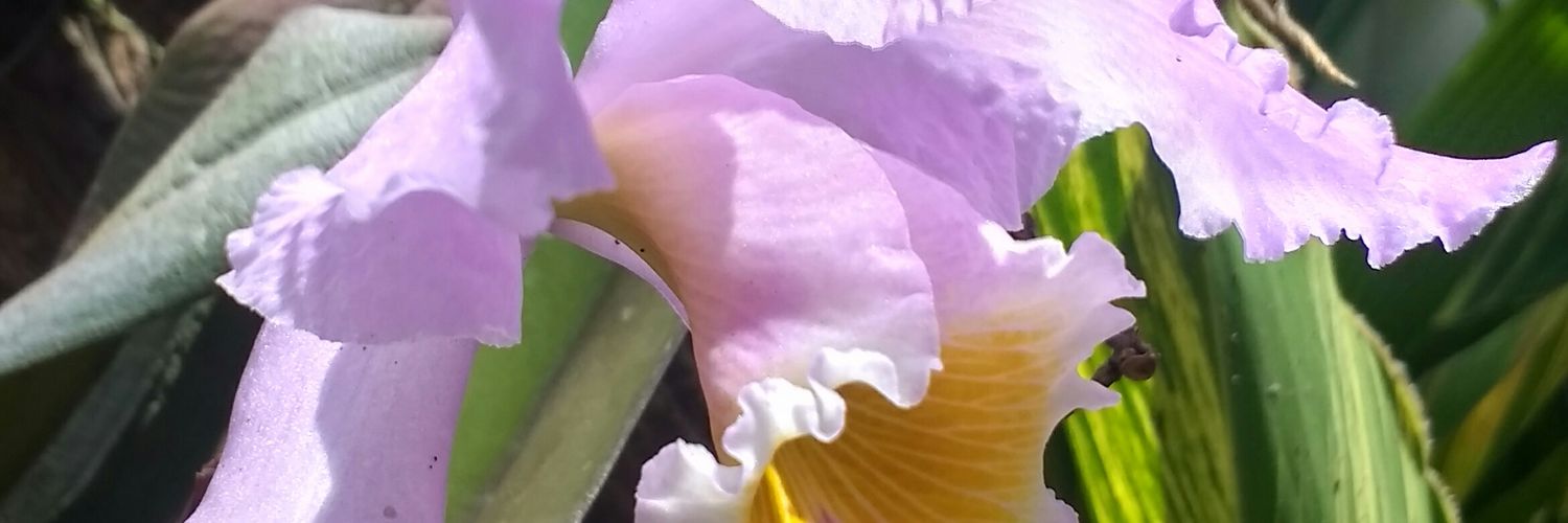 MaryBombom's profile banner image