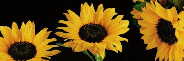 NinaLolling's profile banner image