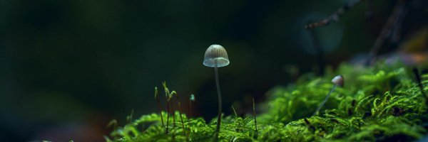 marcus_keong Profile Banner