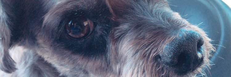 daannycosta's profile banner image