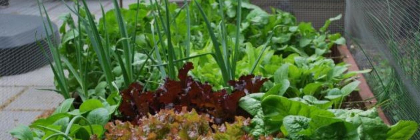 UrbanSeedling's profile banner image