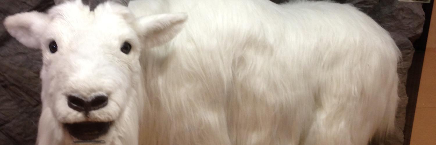 panu_bb's profile banner image