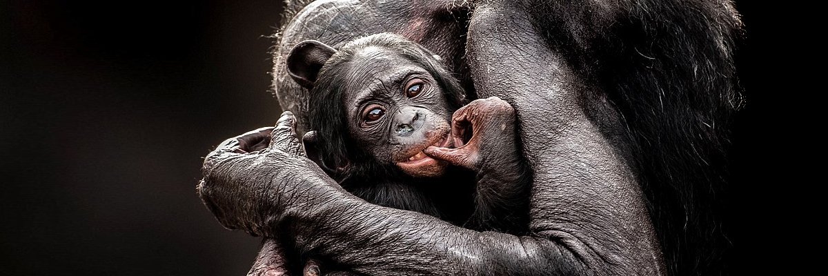 2AnimalsUnited's profile banner image
