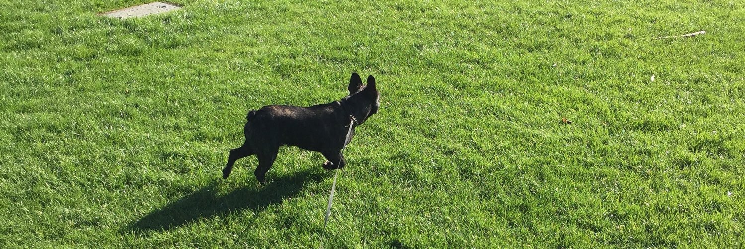 PipthePupp's profile banner image