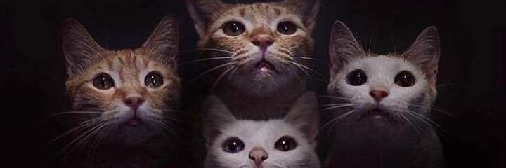 plaaccork's profile banner image
