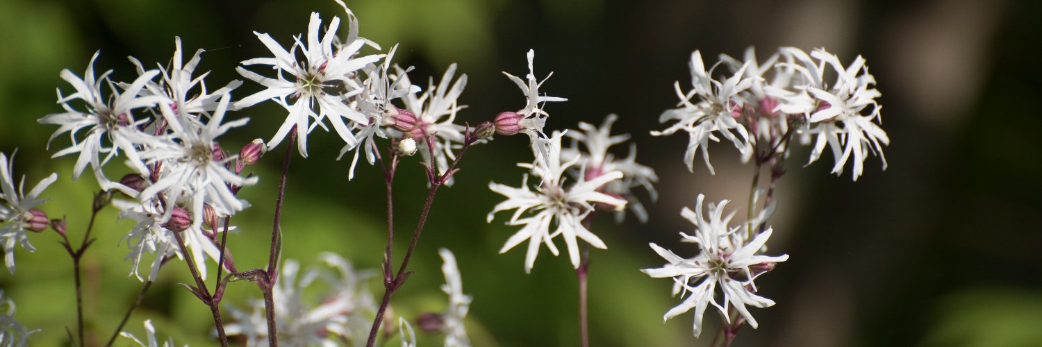Naomi Ferrett-Cohen banner