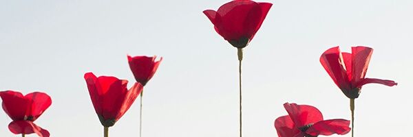 jezabelera's profile banner image