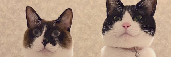 imatawa0 Profile Banner