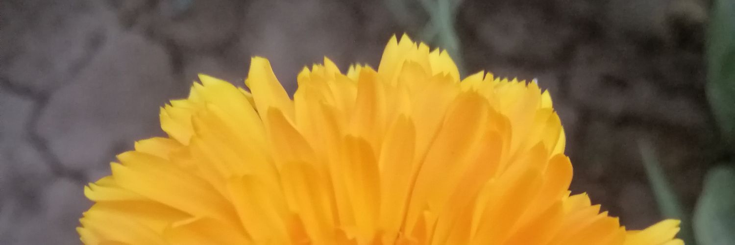 Haa6Ali's profile banner image