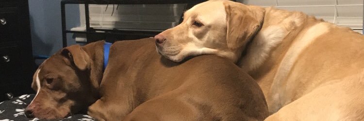 Alyssa Craig (Buchanan) banner