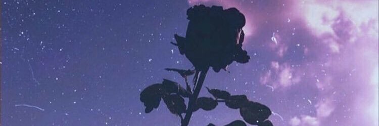 🌻Liron Brauner🌻 banner