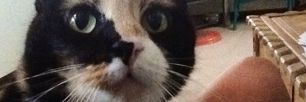 Cheetoe4 Profile Banner