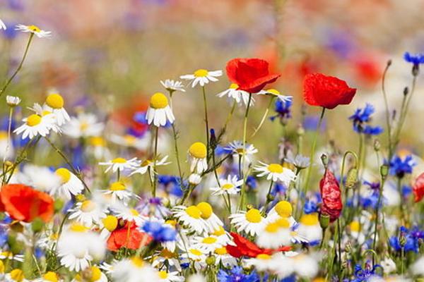 Ирина К banner