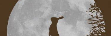 mimmiein's profile banner image