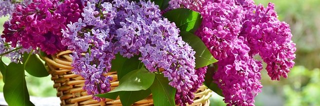 LilacMist (same on bluesky) banner