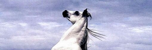 helloysemonica's profile banner image