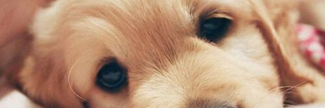 RILEDUPP's profile banner image
