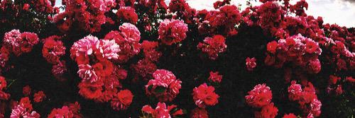 DanielHowellCH's profile banner image