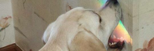 _lcastanho's profile banner image