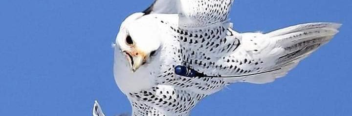 حمود محسن الشمري banner
