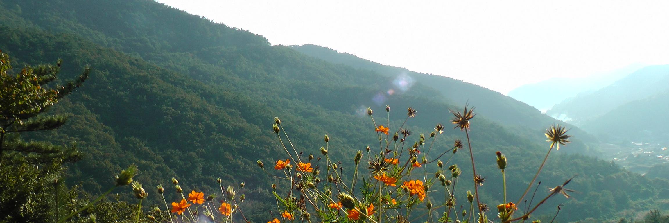 Found in Korea banner