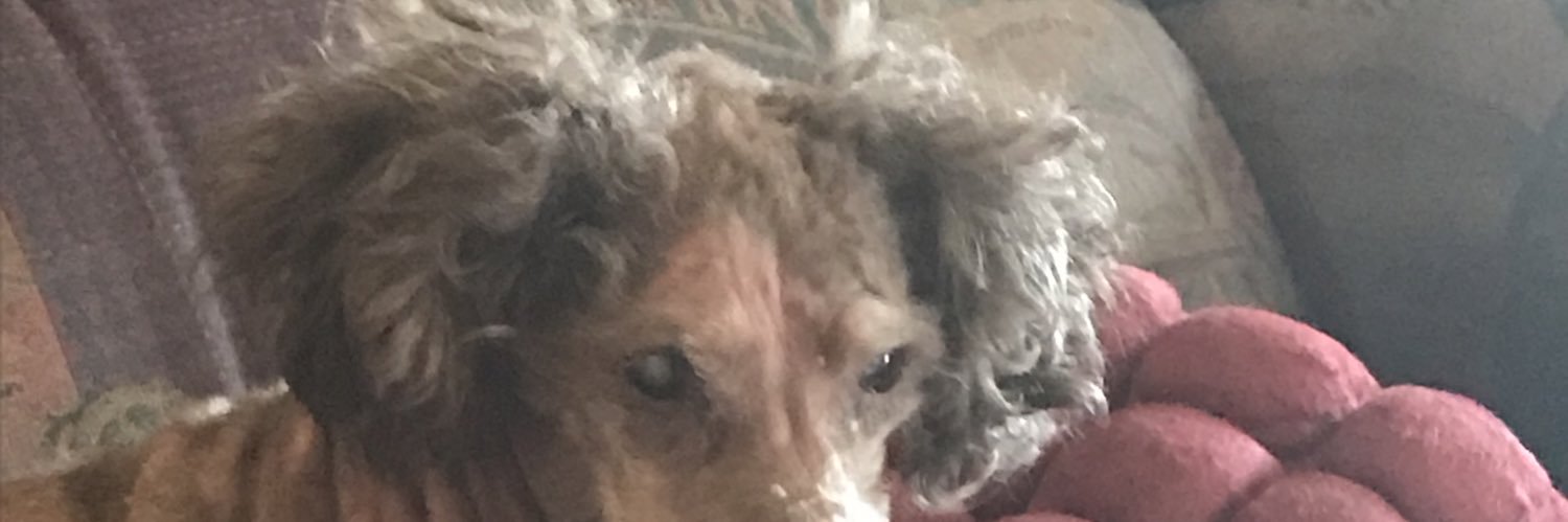 therealD0Gman's profile banner image
