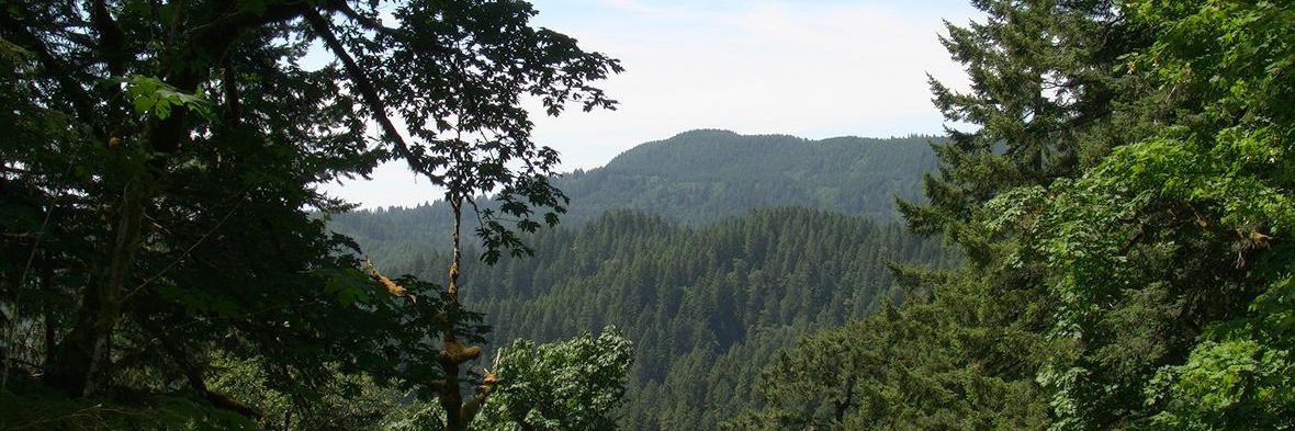 FORESTS FOREVER banner