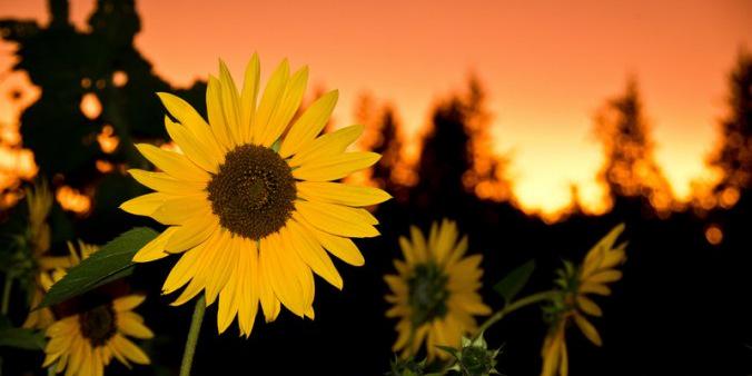 _jenkorn's profile banner image