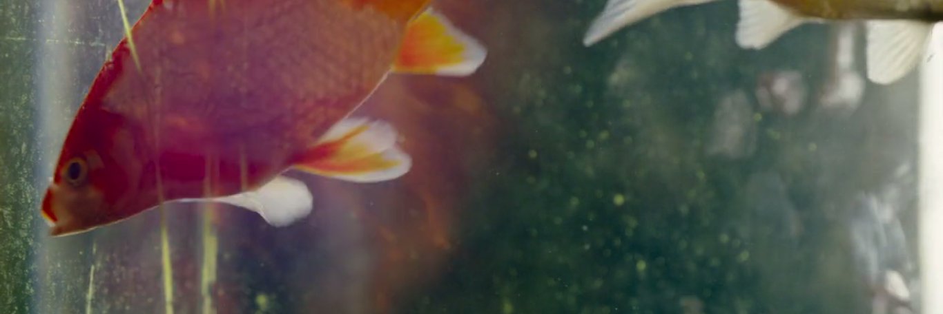 markkho_'s profile banner image